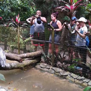 Belize Zoo Day Tour