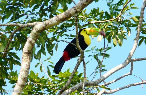 Belize Birding Tours